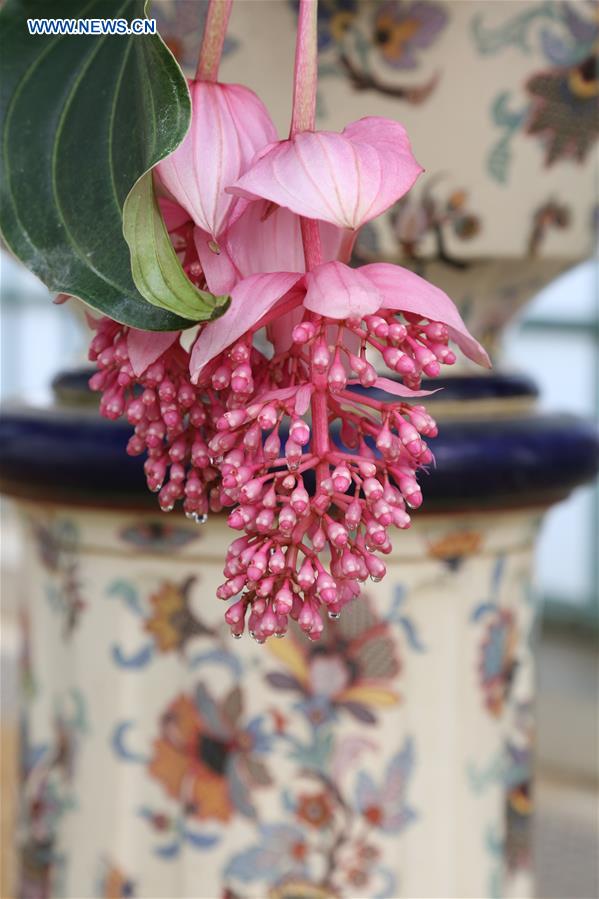 BELGIUM-BRUSSELS-ROYAL GREENHOUSES OF LAEKEN-OPENING