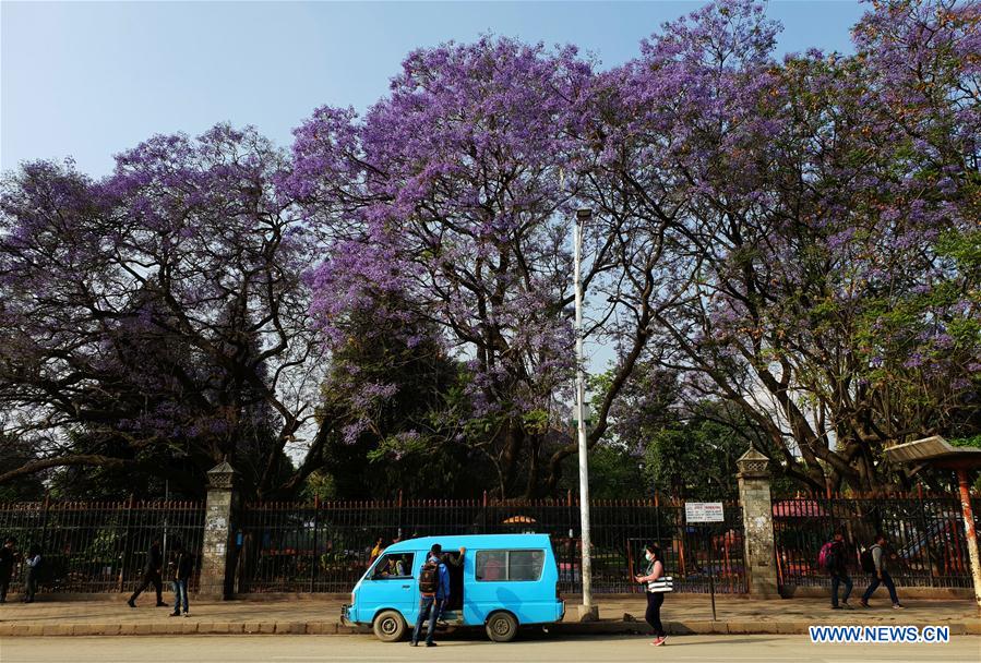 NEPAL-KATHMANDU-BLOSSOMING