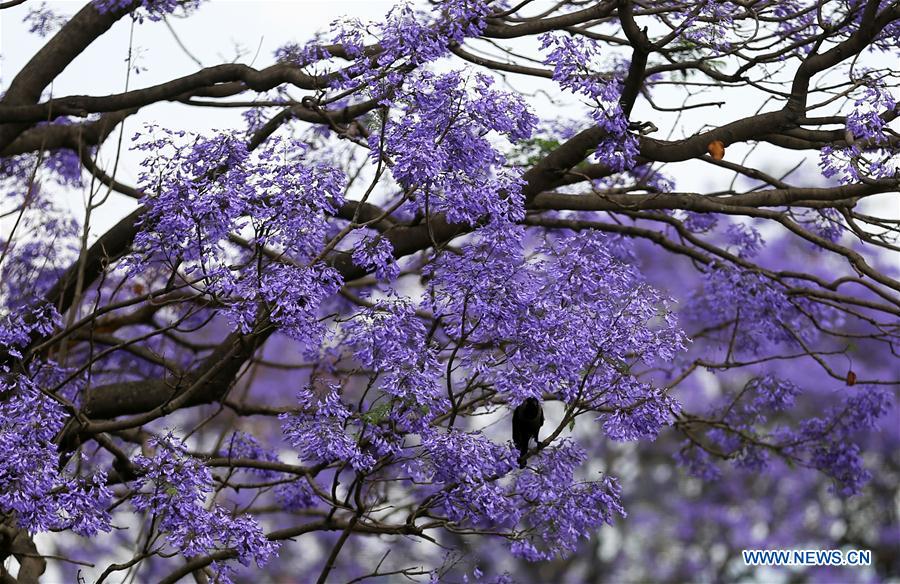 NEPAL-KATHMANDU-BLOSSOMING