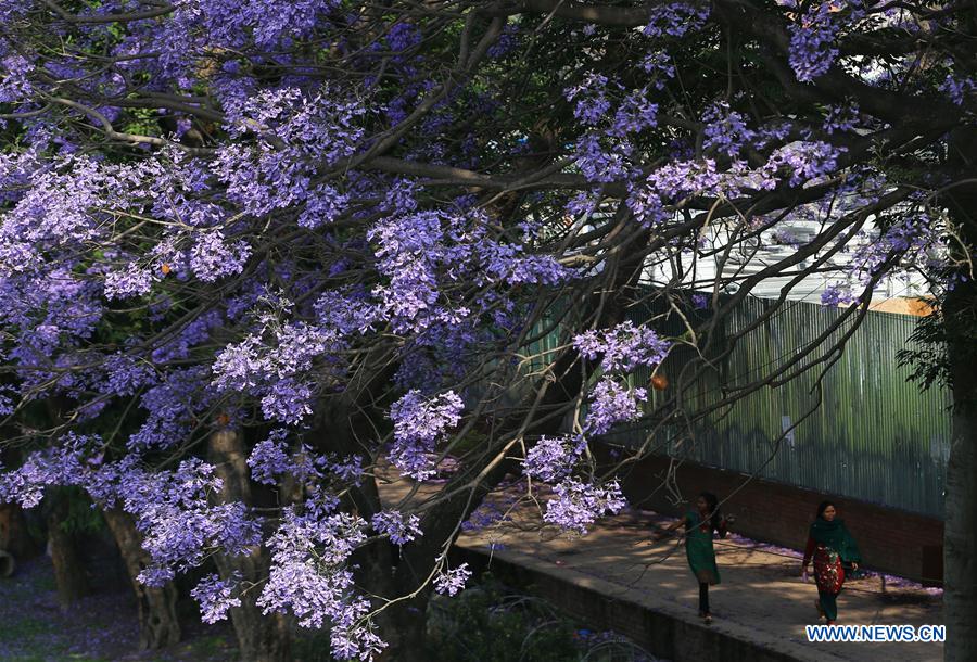 NEPAL-KATHMANDU-BLOSSOMING