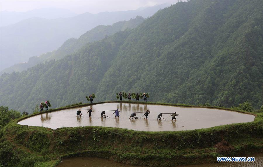 CHINA-GUANGXI-AGRICULTURE-FARM WORK (CN)
