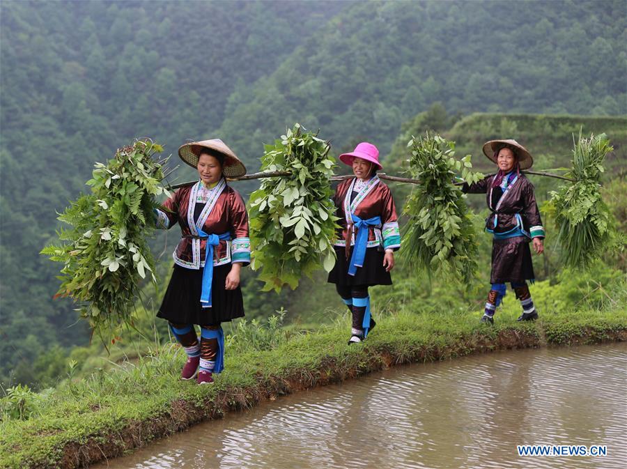 CHINA-GUANGXI-AGRICULTURE-FARM WORK (CN)