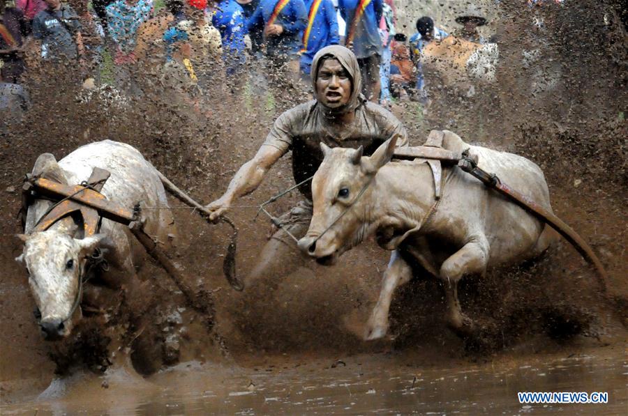 INDONESIA-WEST SUMATERA-PACU JAWI-TRADITIONAL COW RACE 