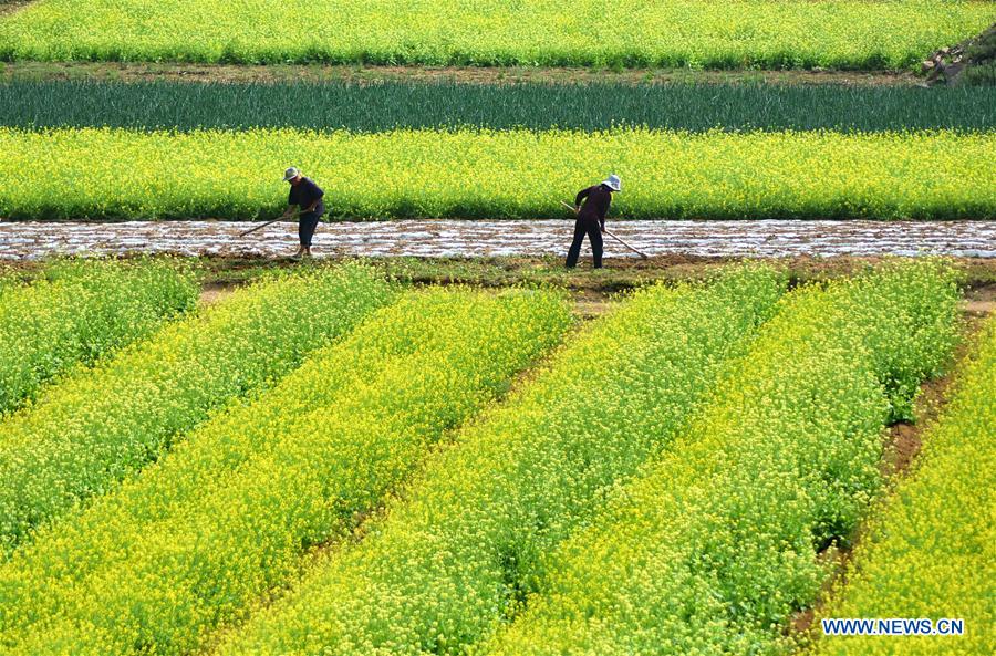 #CHINA-ZIBO-FARM WORK (CN)