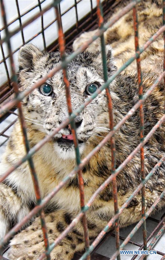 CHINA-BEIJING-ANIMAL CARE-SNOW LEOPARD-RECOVERY (CN)