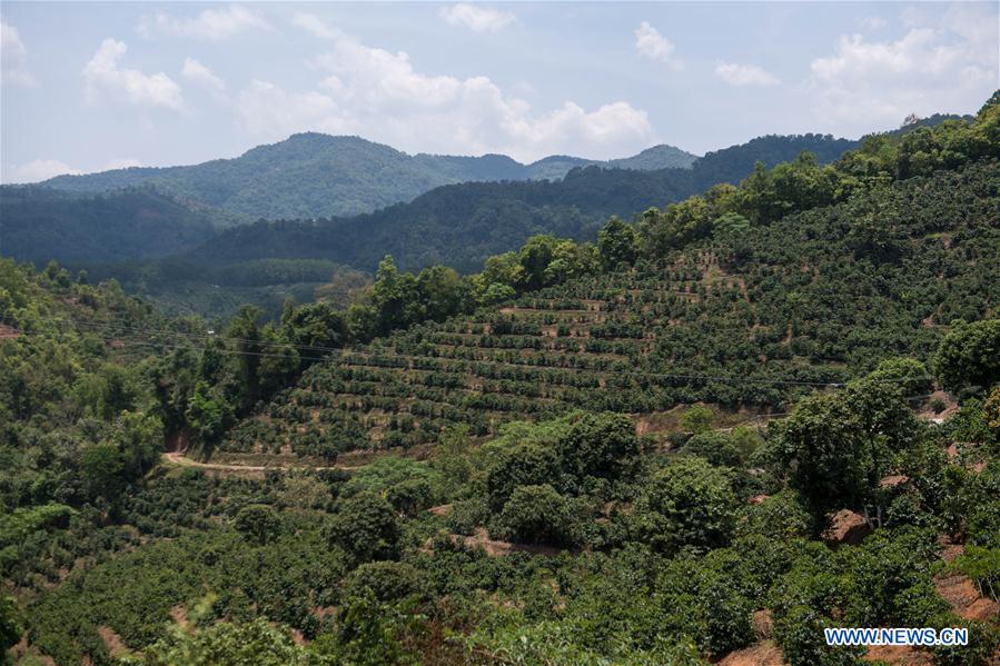 CHINA-YUNNAN-AGRICULTURE-BUSINESS-COFFEE (CN)