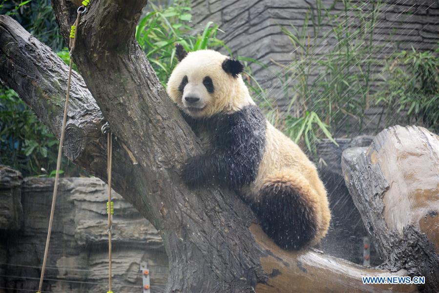 #CHINA-BEIJING-GIANT PANDA (CN)