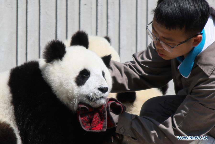 CHINA-SICHUAN-GIANT PANDA-SHENSHUPING PROTECTION BASE (CN)