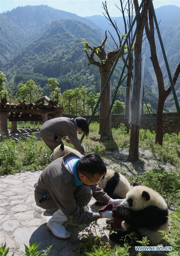 CHINA-SICHUAN-GIANT PANDA-SHENSHUPING PROTECTION BASE (CN)