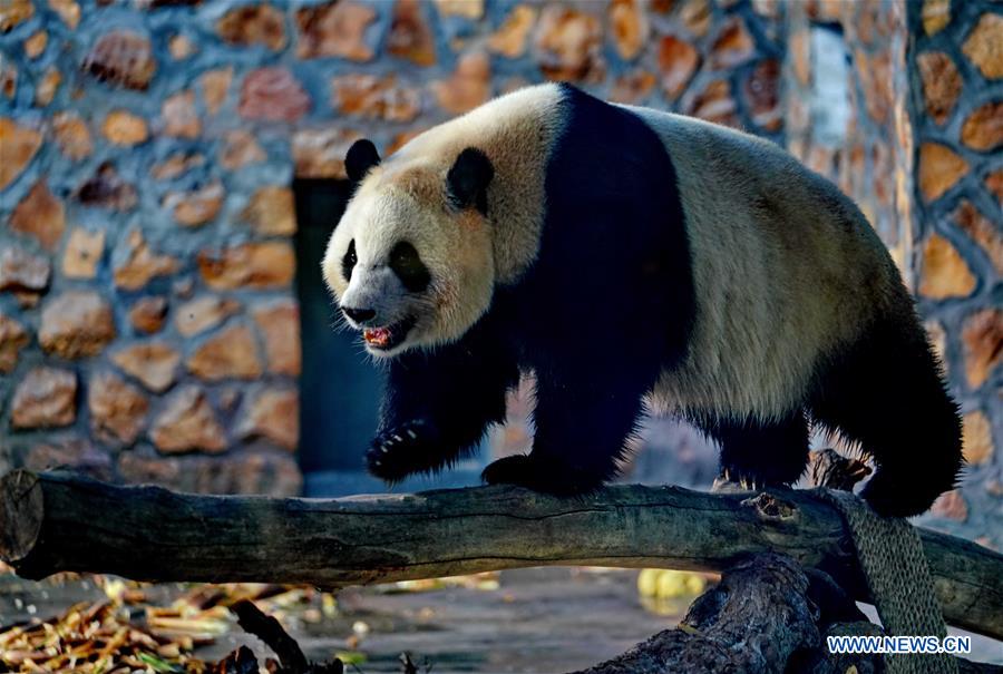 CHINA-HEBEI-GIANT PANDAS (CN)