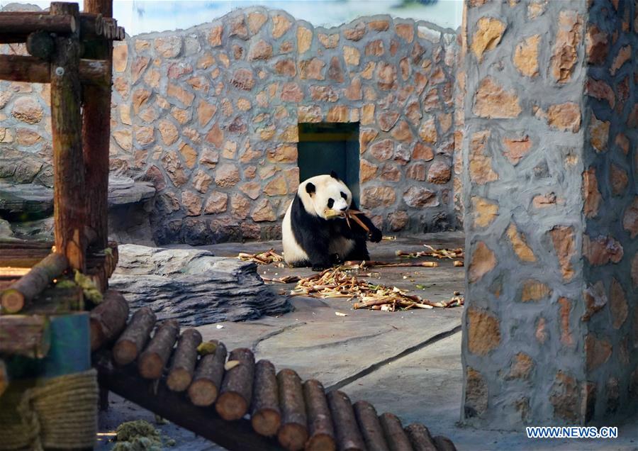 CHINA-HEBEI-GIANT PANDAS (CN)