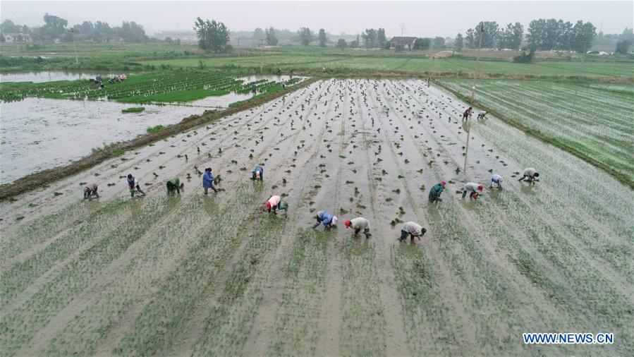 #CHINA-FARM WORK (CN)