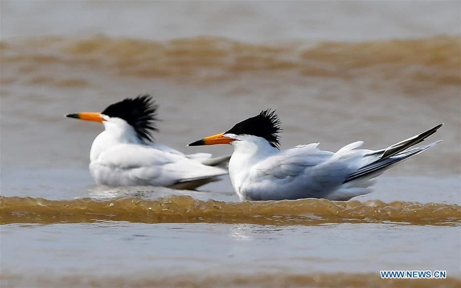 CHINA-FUJIAN-WILD BIRD (CN)