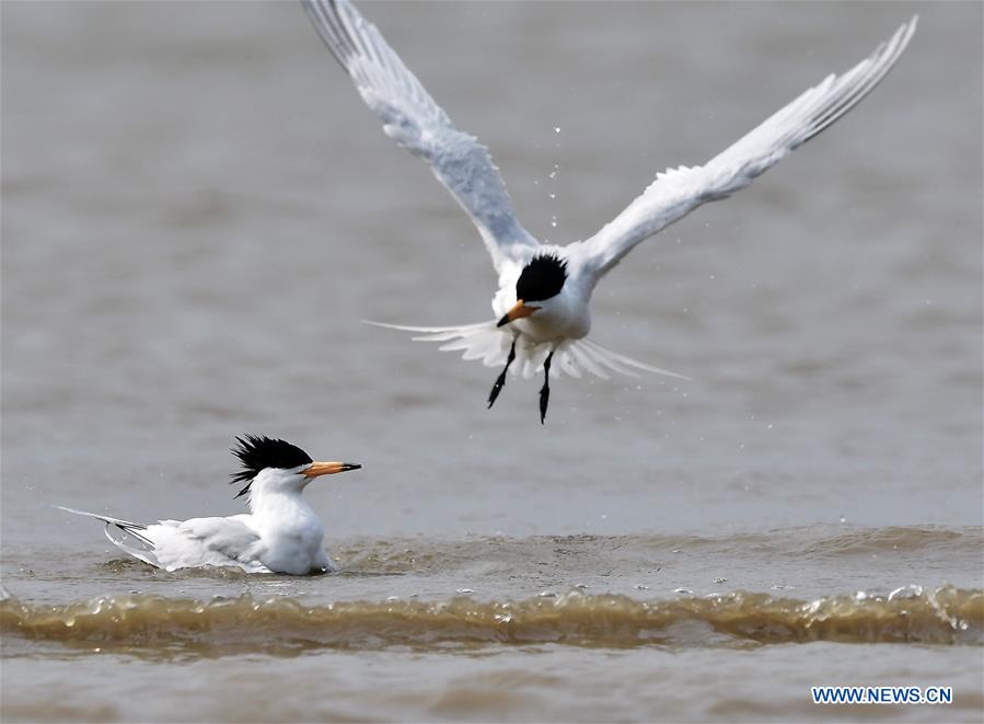 CHINA-FUJIAN-WILD BIRD (CN)