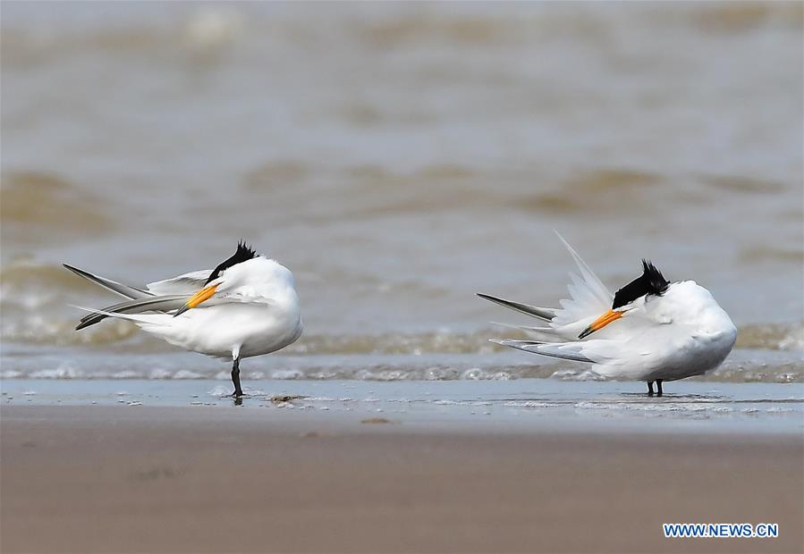 CHINA-FUJIAN-WILD BIRD (CN)
