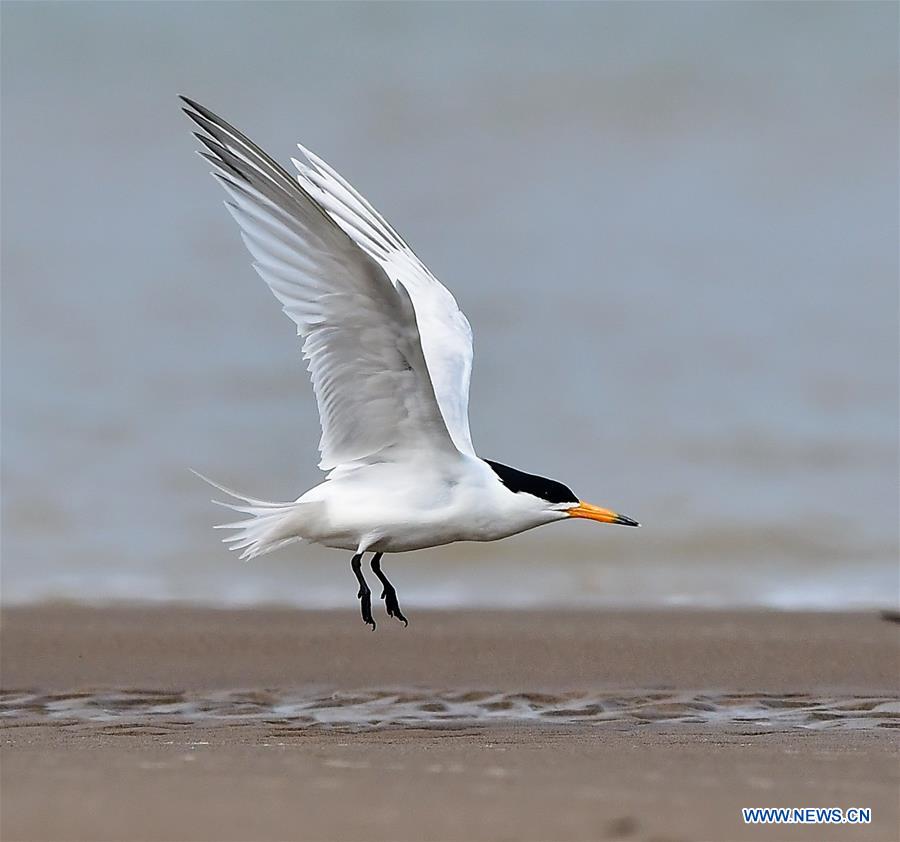 CHINA-FUJIAN-WILD BIRD (CN)