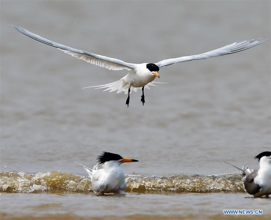 CHINA-FUJIAN-WILD BIRD (CN)
