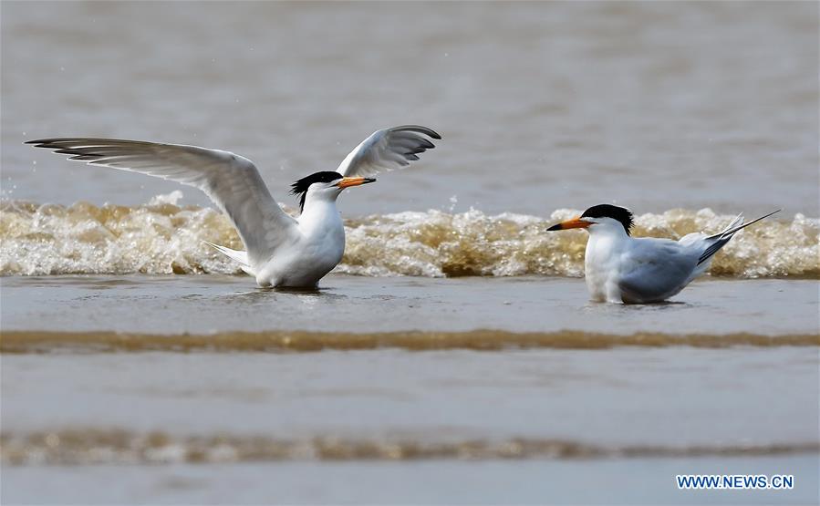 CHINA-FUJIAN-WILD BIRD (CN)