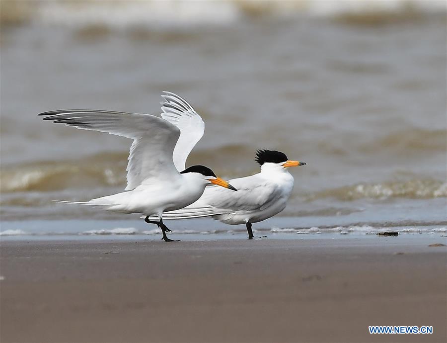 CHINA-FUJIAN-WILD BIRD (CN)