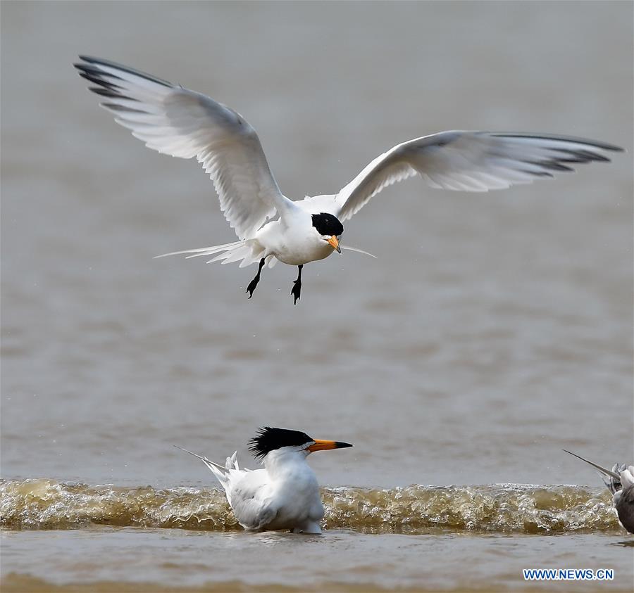 CHINA-FUJIAN-WILD BIRD (CN)