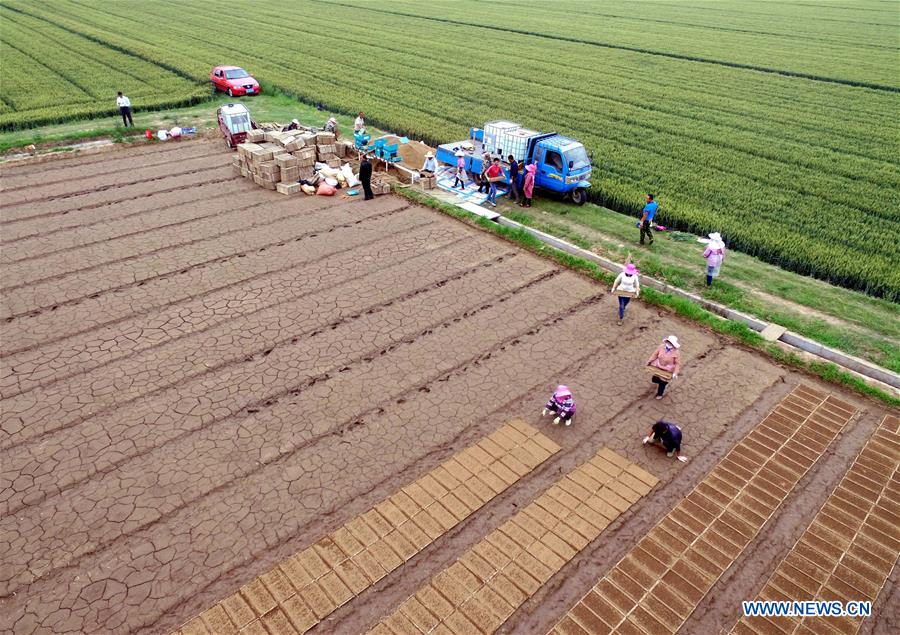 #CHINA-SHANDONG-AGRICULTURE (CN)