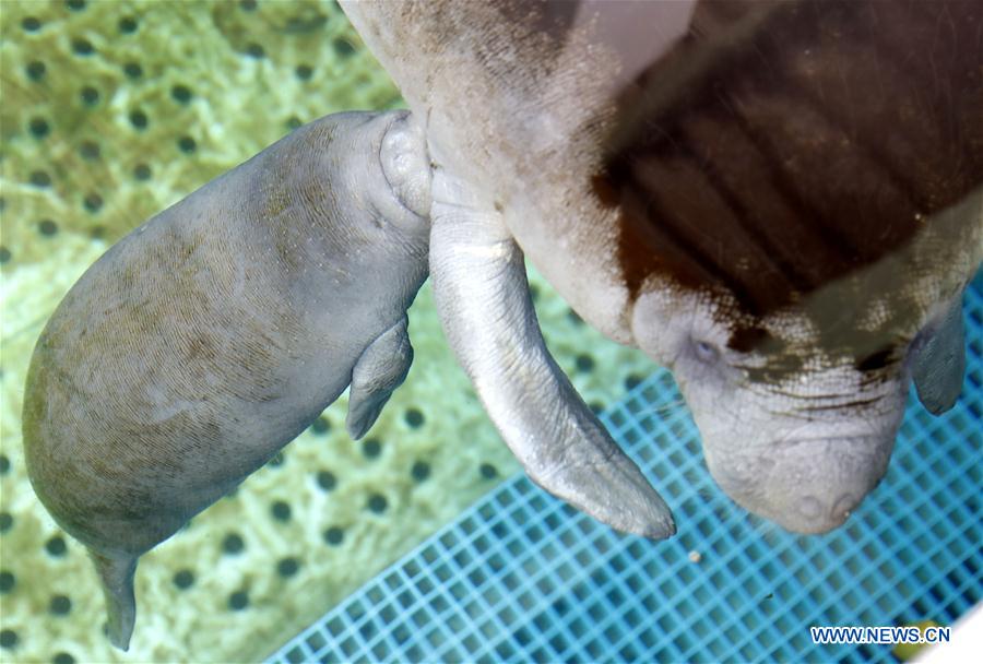 CHINA-GUANGDONG-ZHUHAI-AFRICAN MANATEE (CN)