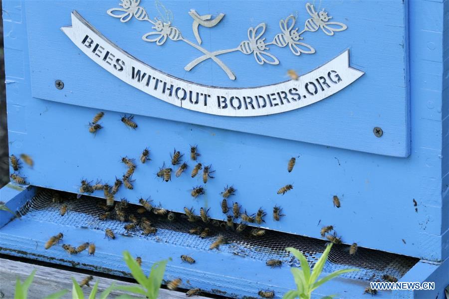 UN-WORLD BEE DAY-CELEBRATION