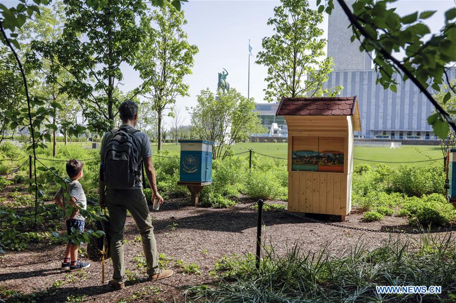 UN-WORLD BEE DAY-CELEBRATION