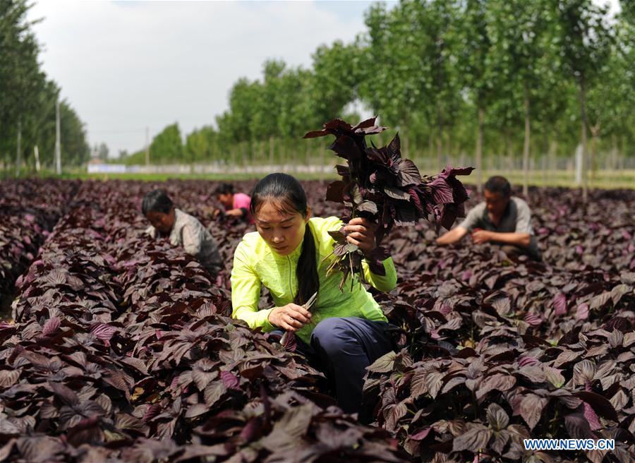 CHINA-HEBEI-AGRICULTURE (CN)