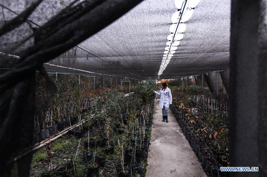 CHILE-RENGO-AGRICULTURE-VIRTUAL ASSISTANT