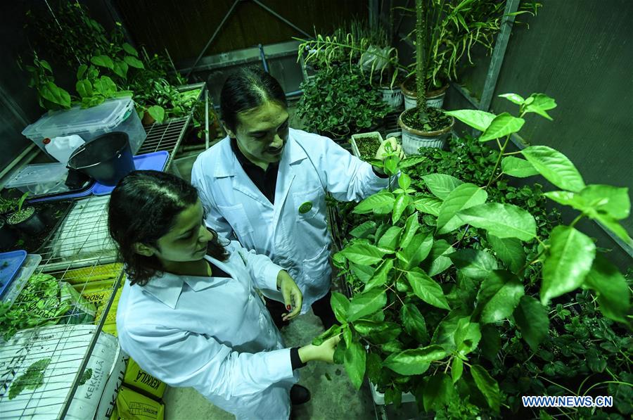 CHILE-RENGO-AGRICULTURE-VIRTUAL ASSISTANT