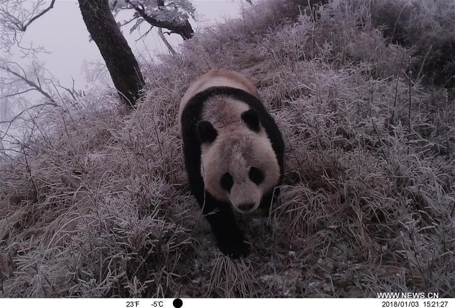 CHINA-GANSU-LONGNAN-WILD GIANT PANDA (CN)