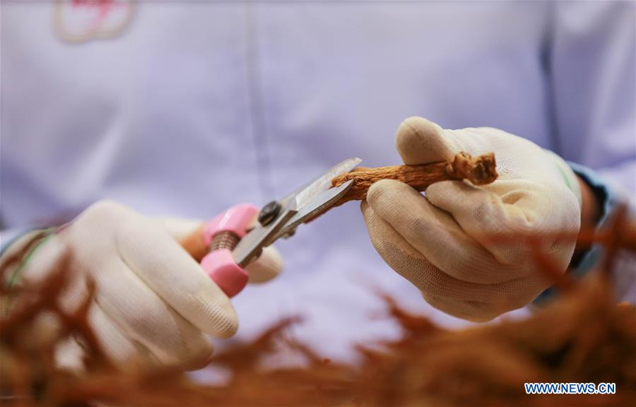 SOUTH KOREA-CHUNGCHEONG-KOREAN GINSENG-PRODUCTION