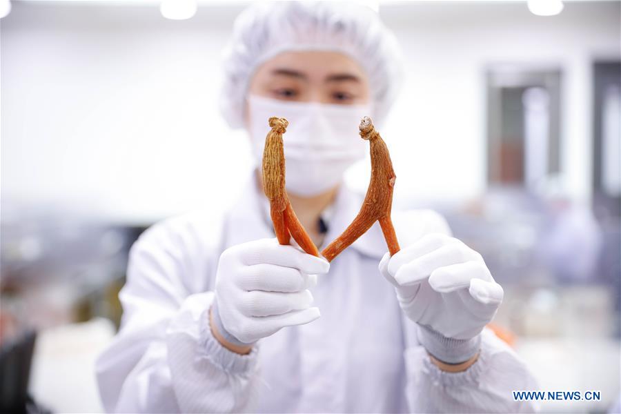 SOUTH KOREA-CHUNGCHEONG-KOREAN GINSENG-PRODUCTION