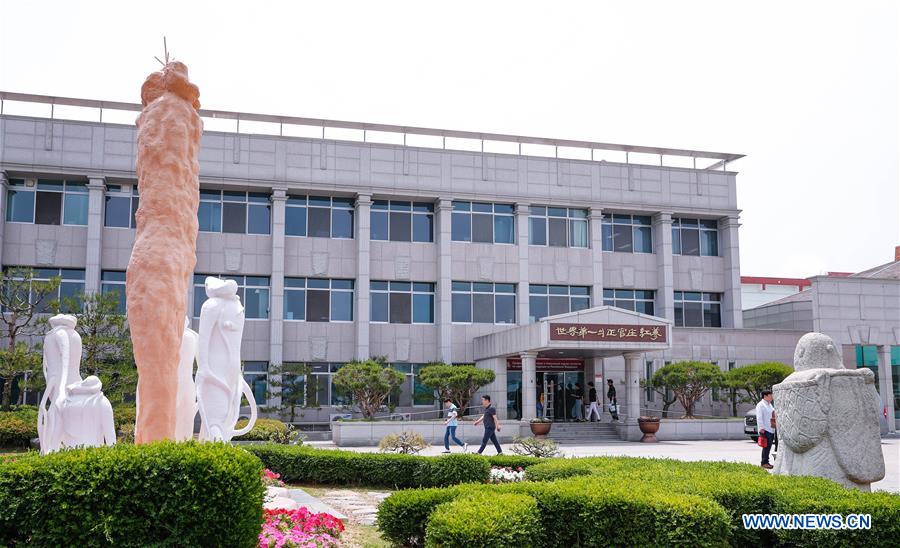 SOUTH KOREA-CHUNGCHEONG-KOREAN GINSENG-PRODUCTION