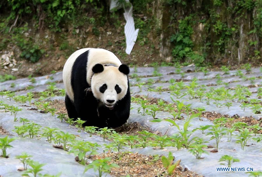 #CHINA-SICHUAN-PANDA-VILLAGE-WANDERING (CN*)