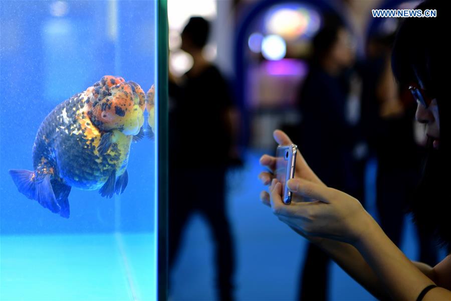 CHINA-FUJIAN-GOLDFISH-CHAMPIONSHIPS (CN)