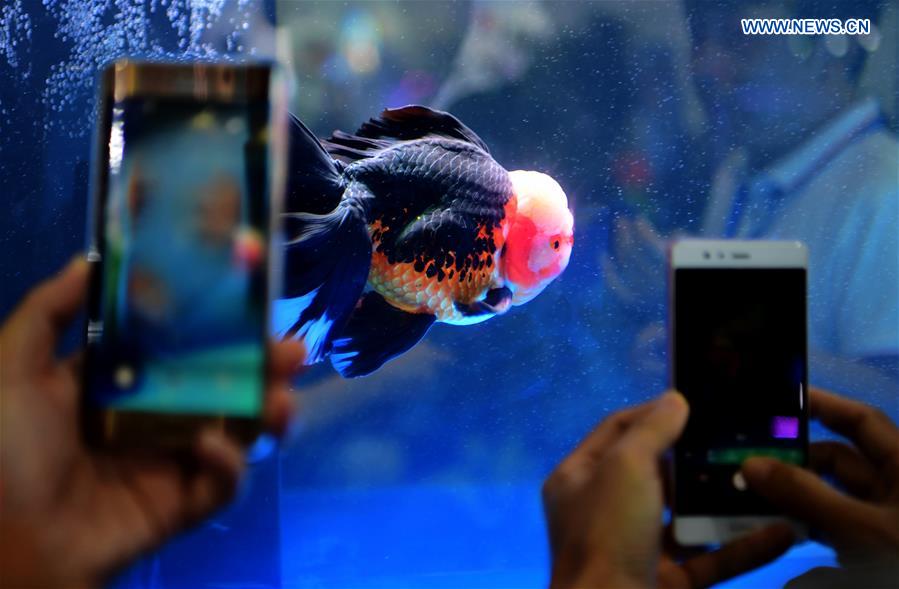 CHINA-FUJIAN-GOLDFISH-CHAMPIONSHIPS (CN)