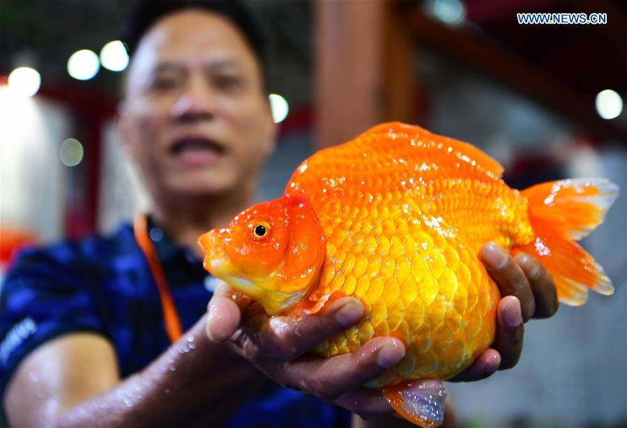 CHINA-FUJIAN-GOLDFISH-CHAMPIONSHIPS (CN)