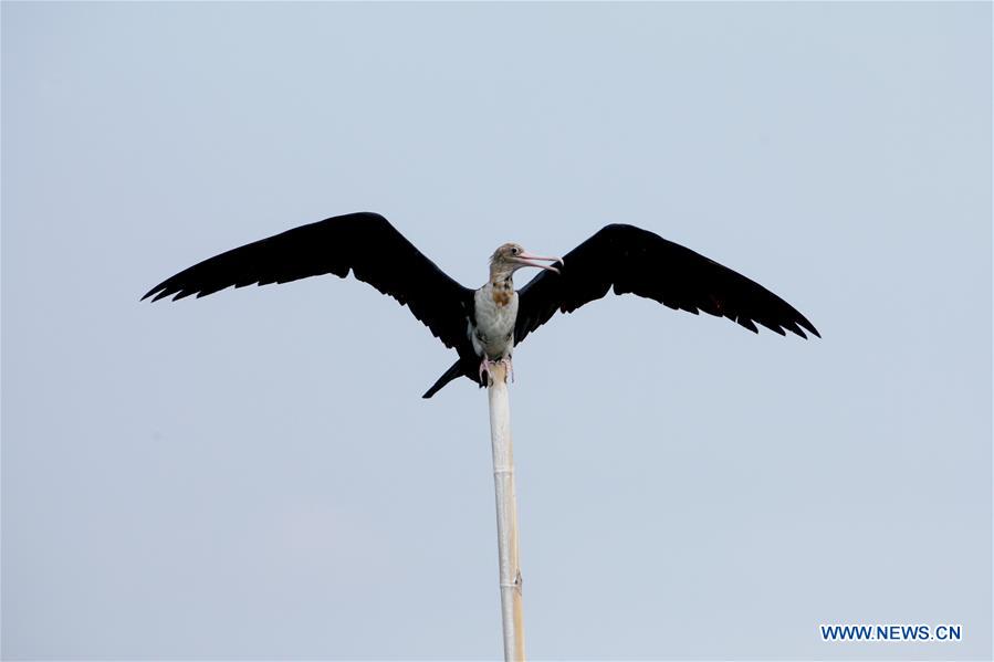 INDONESIA-BANTEN-CHRISTMAS ISLAND FRIGATEBIRD-MIGRATION