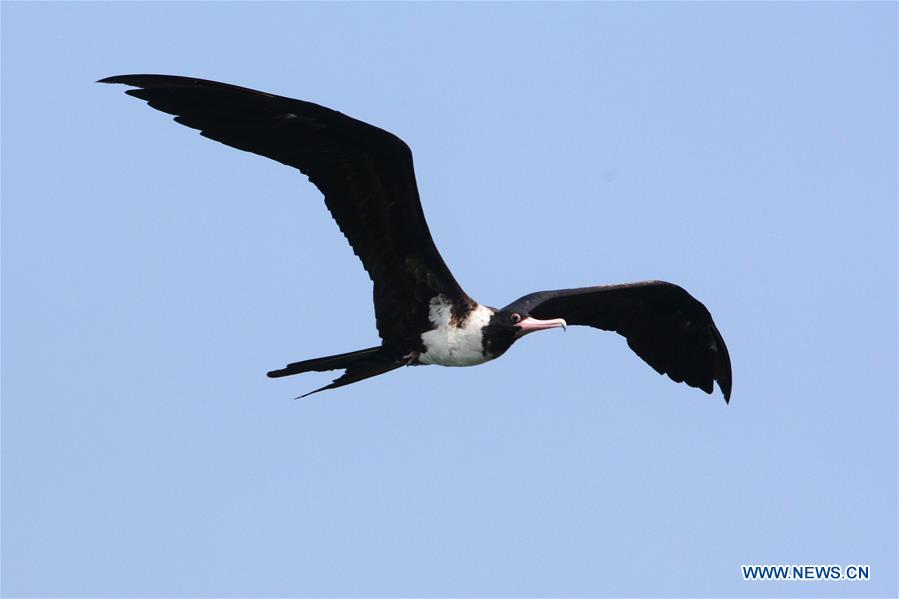 INDONESIA-BANTEN-CHRISTMAS ISLAND FRIGATEBIRD-MIGRATION