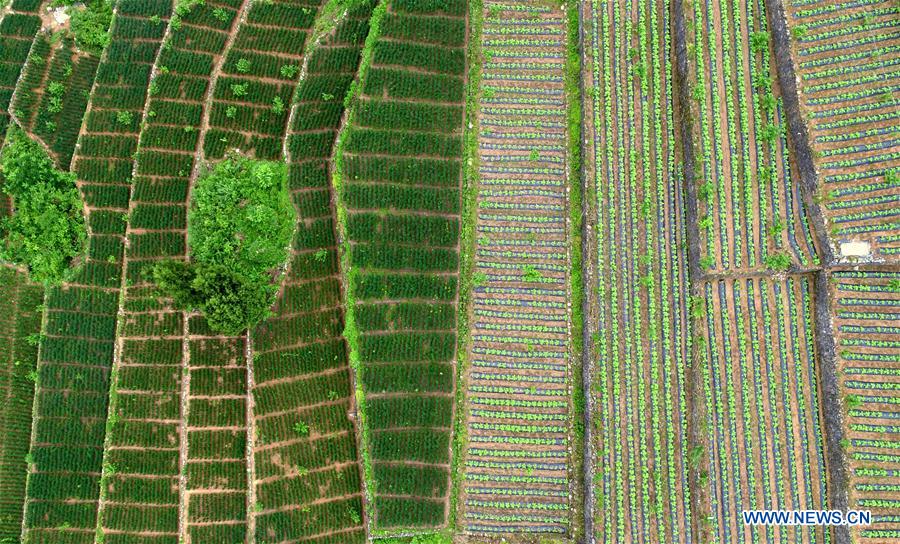 #CHINA-SUMMER-FARM WORK (CN)