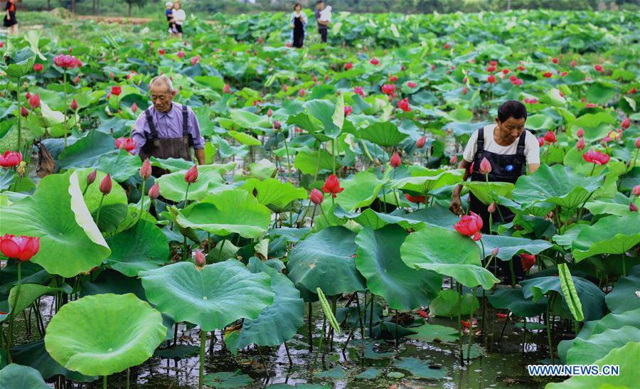 In pics lotus flower farm in Lyushan Township, E China's Zhejiang