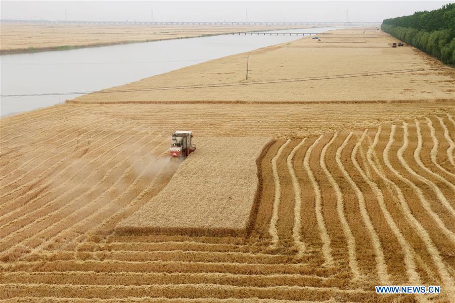 #CHINA-AGRICULTURE-WHEAT-HARVEST (CN)