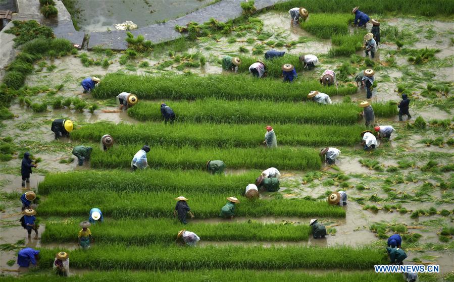 #CHINA-GUIZHOU-AGRICULTURE (CN)