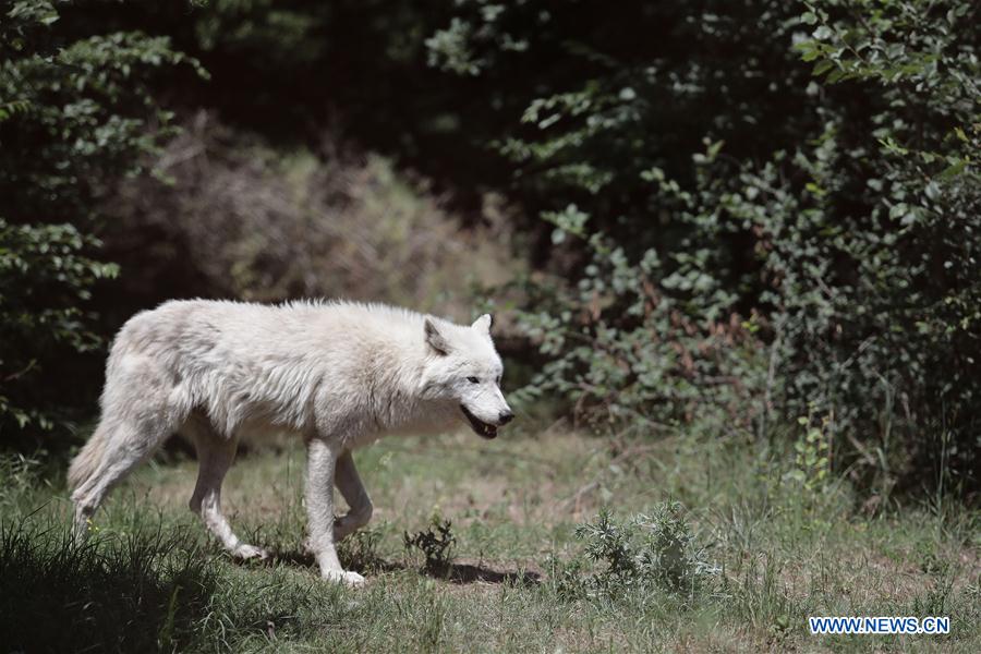 GREECE-ENVIRONMENT-WILDLIFE SANCTUARY