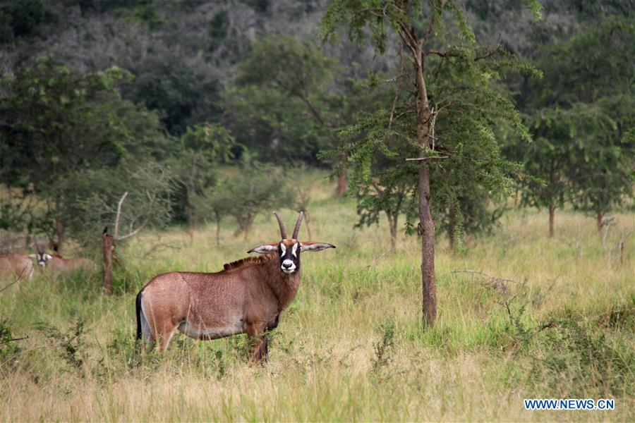 RWANDA-AKAGERA NATIONAL PARK-WILDLIFE