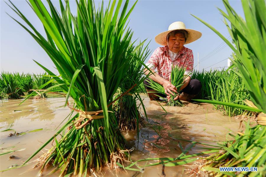 #CHINA-AGRICULTURE-FARMER-WORK (CN)