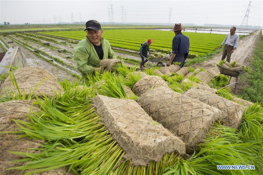 #CHINA-JIANGSU-NANTONG-AGRICULTURE-RICE (CN)