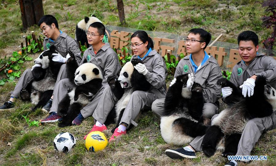 CHINA-SICHUAN-FOOTBALL-THEMED PARTY-GIANT PANDAS (CN)